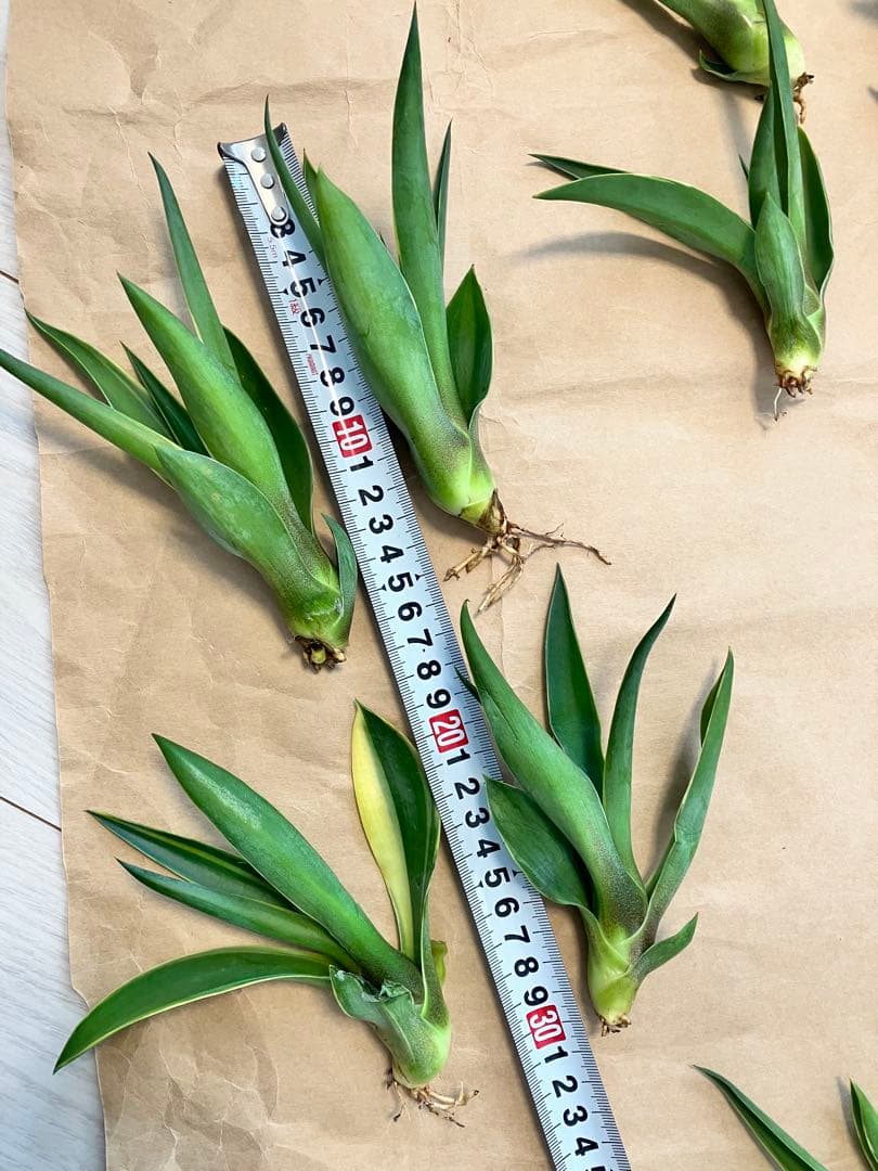 100株ぐらい　アガベの子株　多肉植物