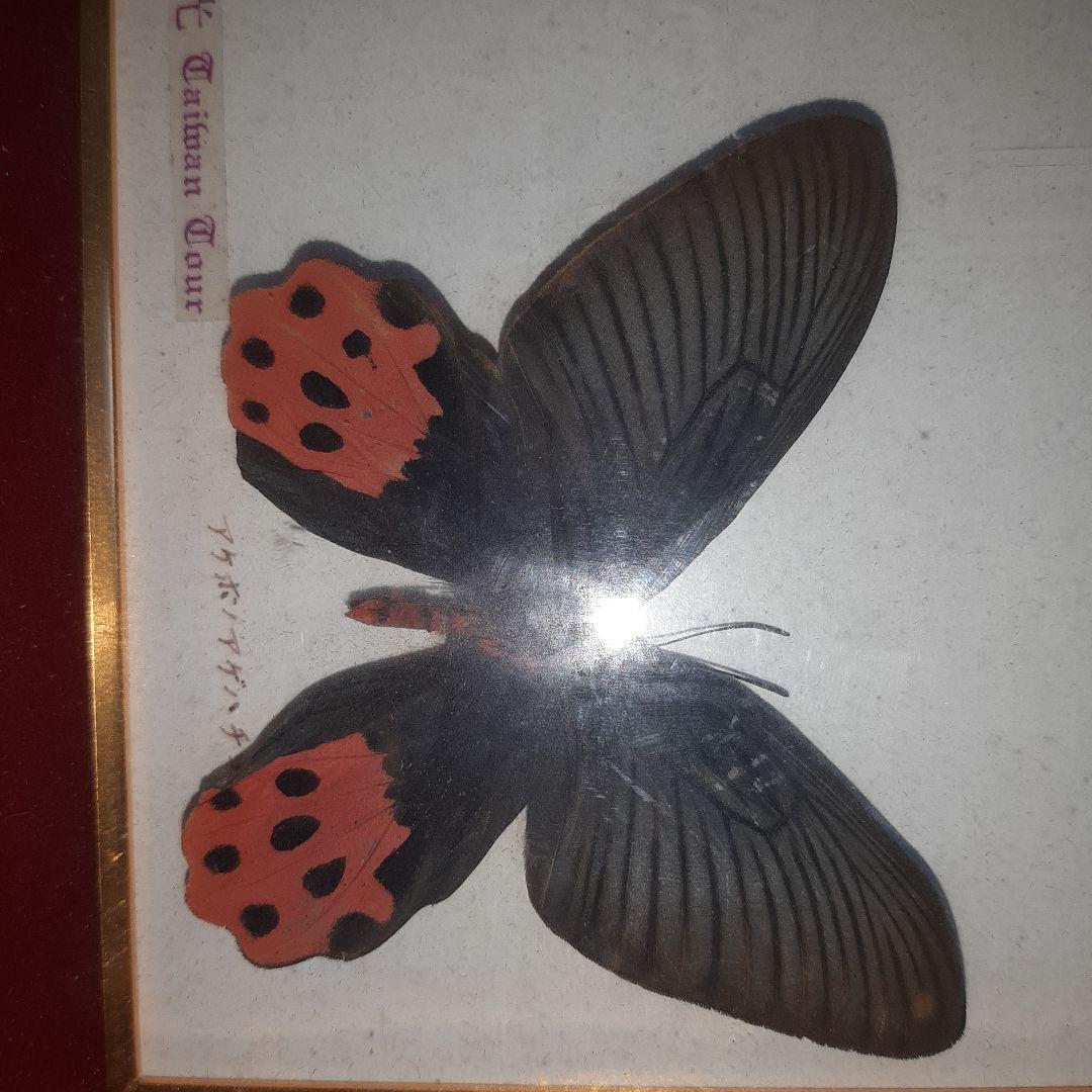 美しい蝶の標本 5種セット