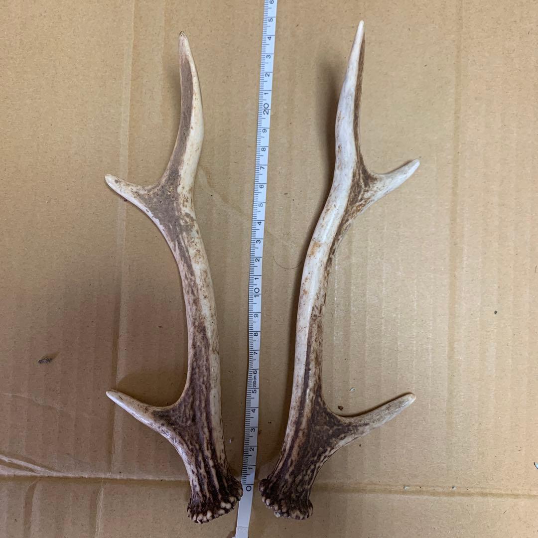 鹿の角 鹿角 38本　インテリア 犬 おもちゃ