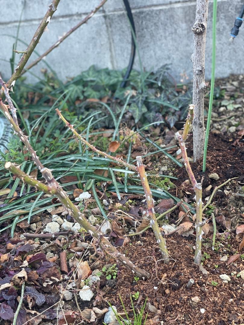 薔薇大苗フラメ