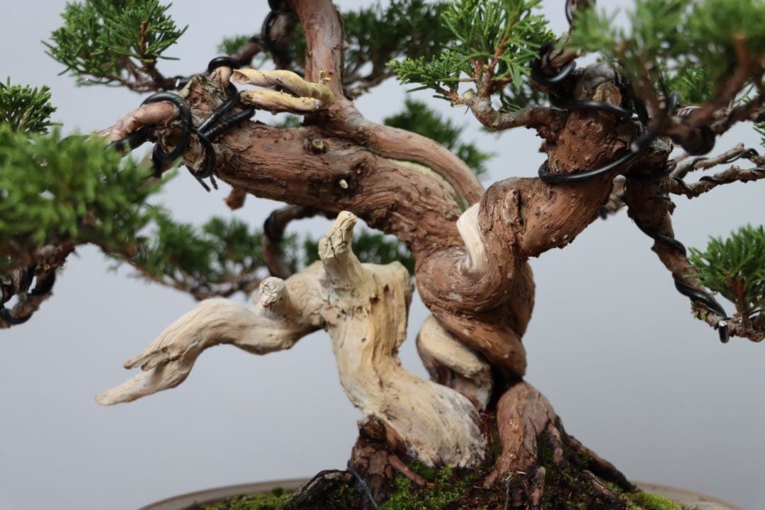 【セール】真柏/小品