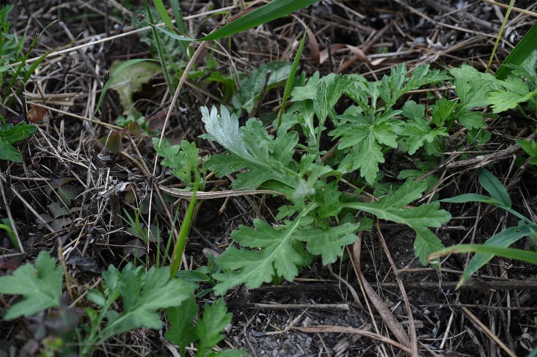 CONTAX Carl Zeiss Planar T* 50mm F1.7 美品