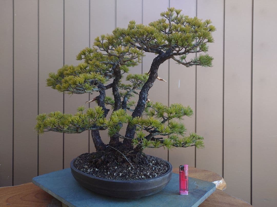 盆栽　五葉松　樹高50cm
