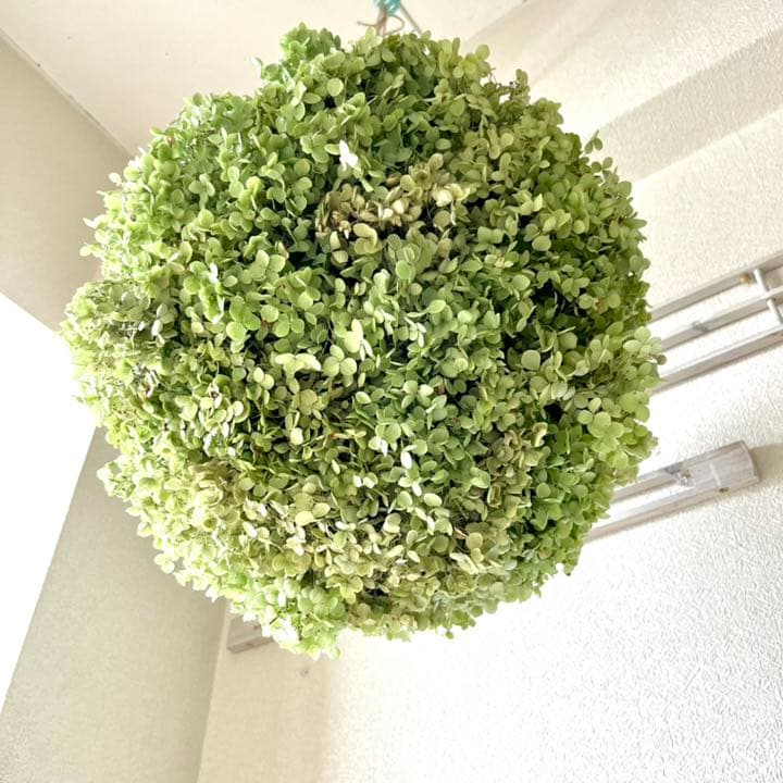 アナベル紫陽花フライングボールリース