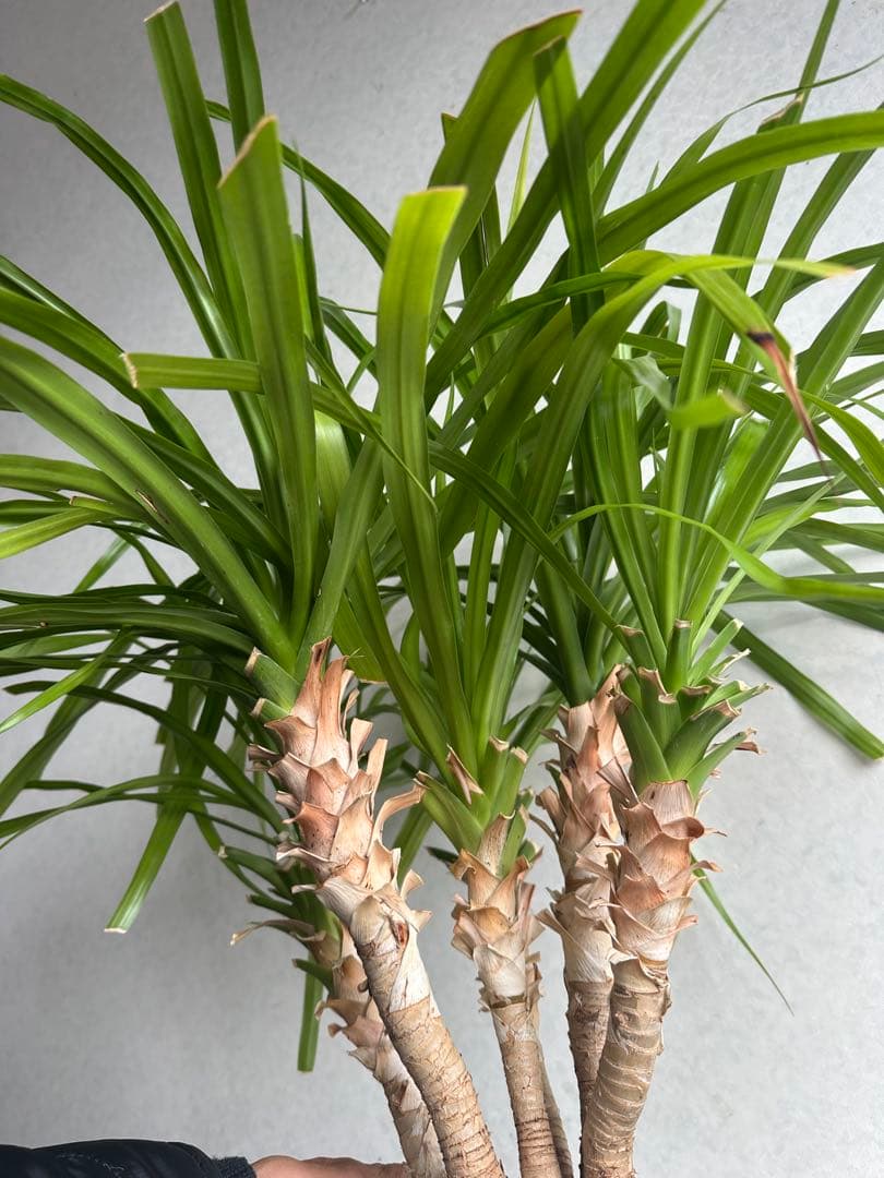 【良好】5株入り！　ドラセナカンボジアーナ ドラセナ販売