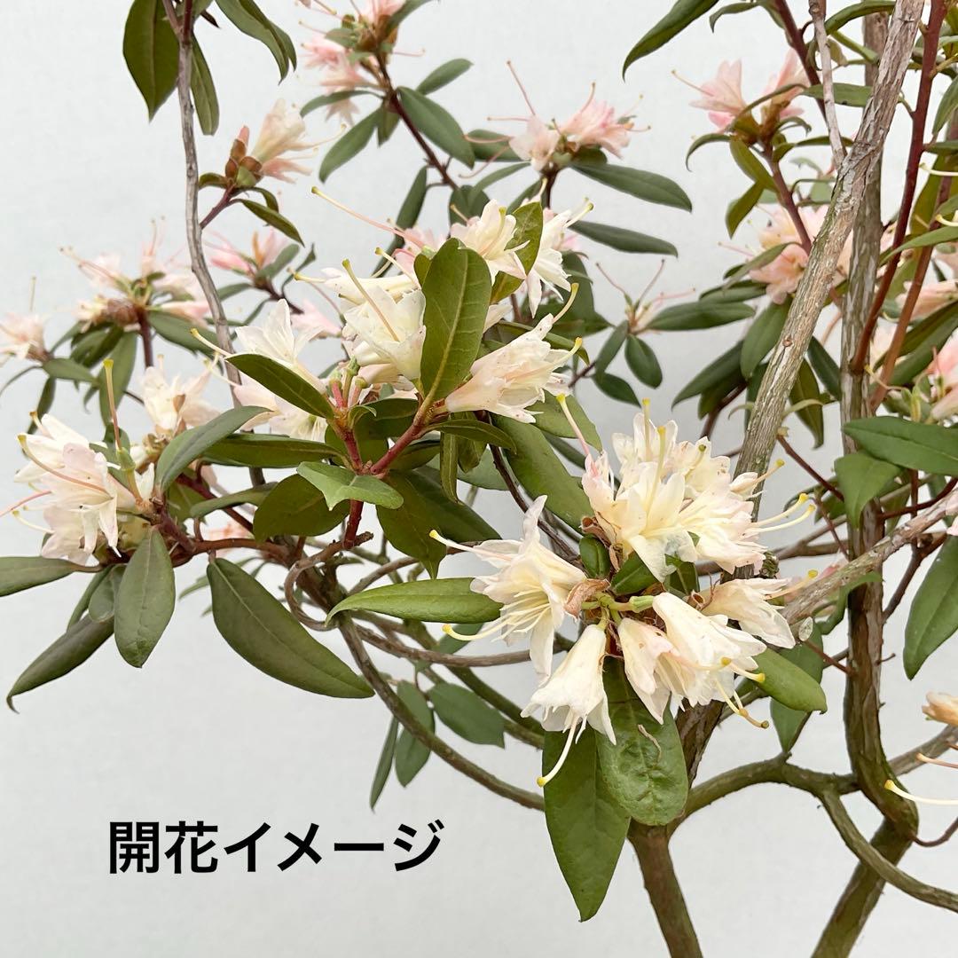 アンキャリーツツジ /98