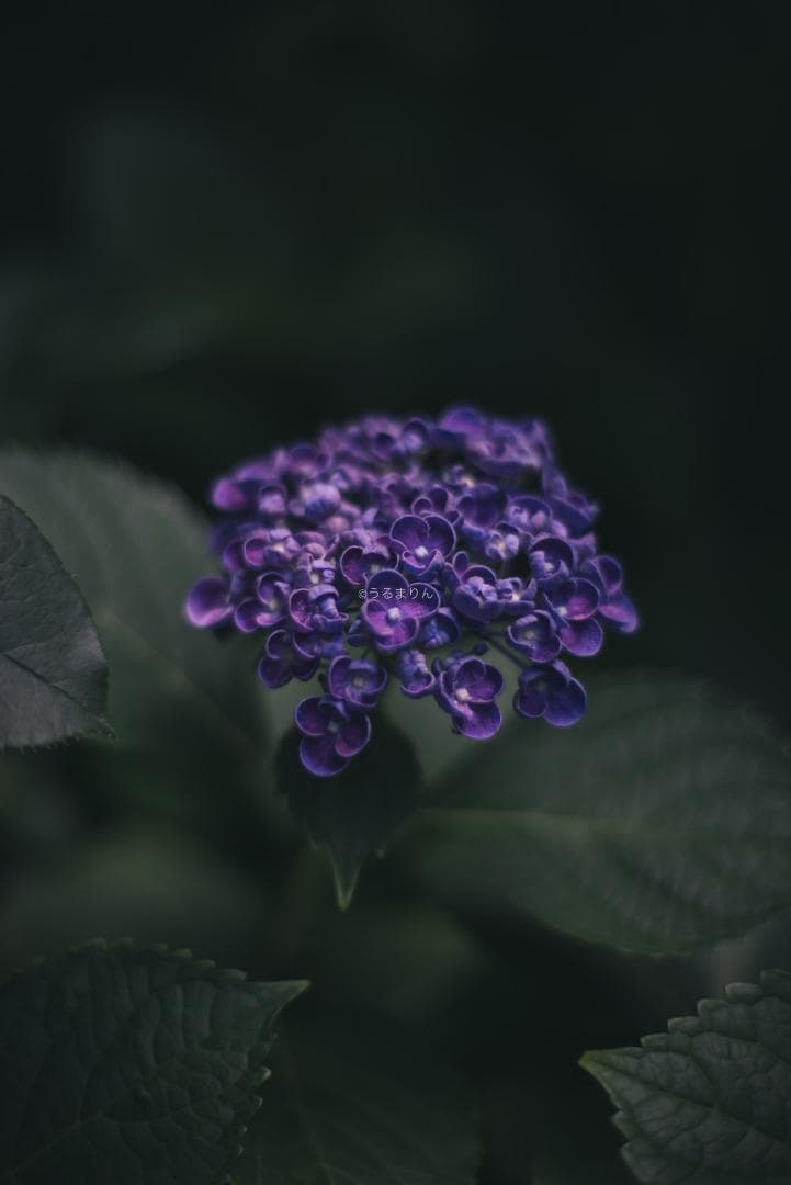 箱付極美品！標準の帝王 Planar 50mm F1.4 AEJ オールドレンズ