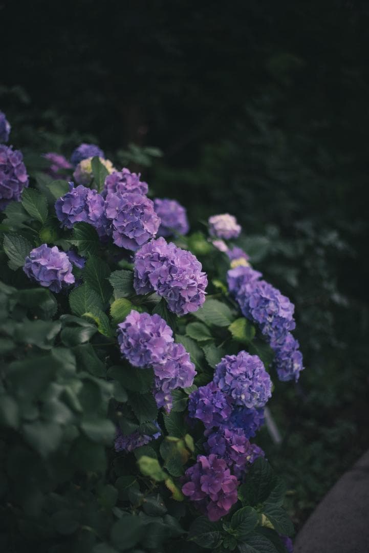 箱付極美品！標準の帝王 Planar 50mm F1.4 AEJ オールドレンズ