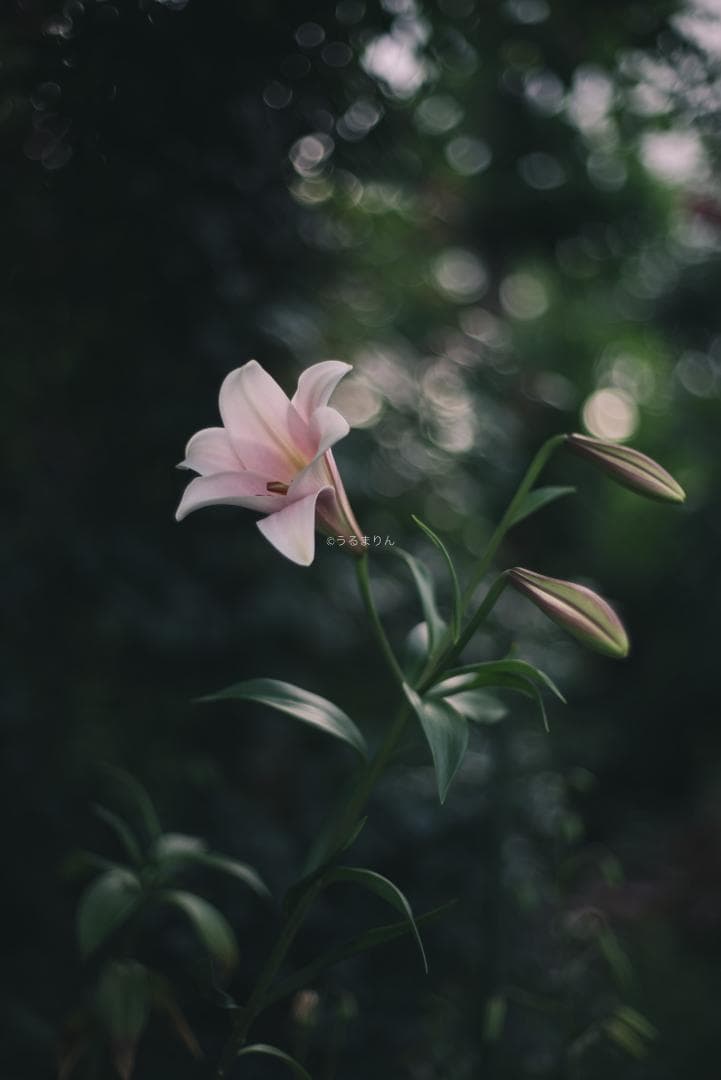 箱付極美品！標準の帝王 Planar 50mm F1.4 AEJ オールドレンズ