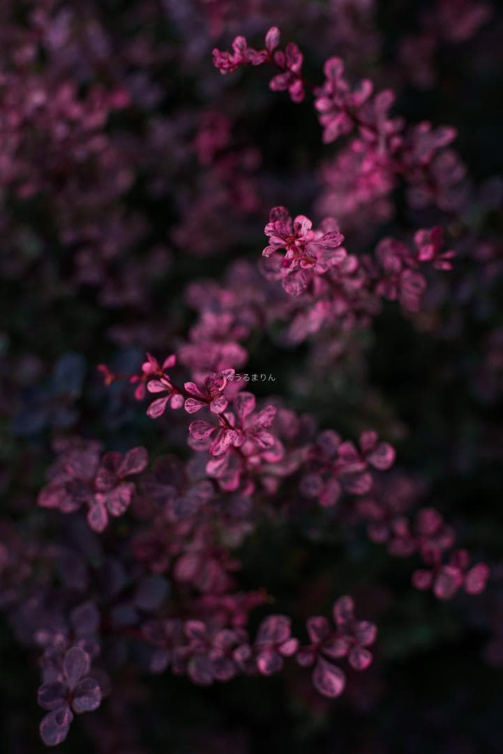 箱付極美品！標準の帝王 Planar 50mm F1.4 AEJ オールドレンズ