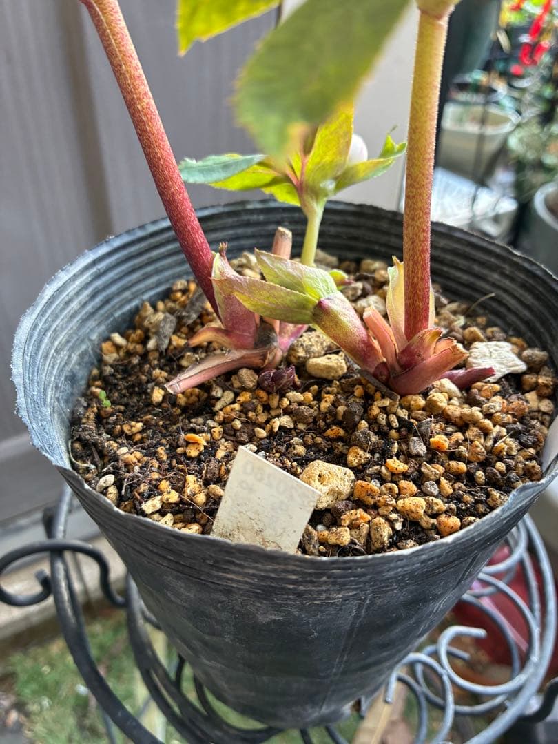 ♡認定♡プリマヴェーラピンクゴールド　開花中