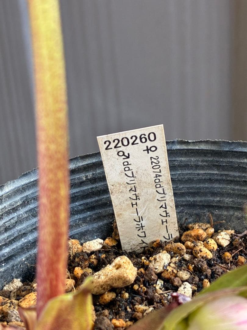 ♡認定♡プリマヴェーラピンクゴールド　開花中