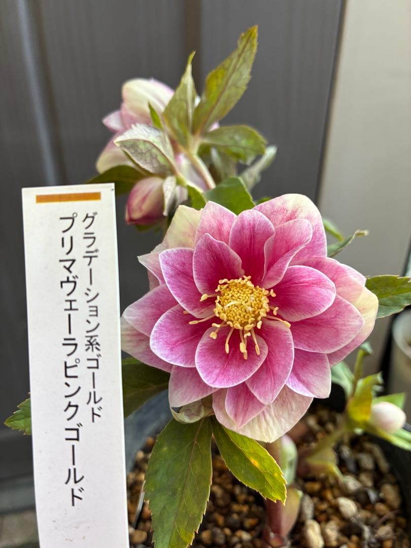 ♡認定♡プリマヴェーラピンクゴールド　開花中