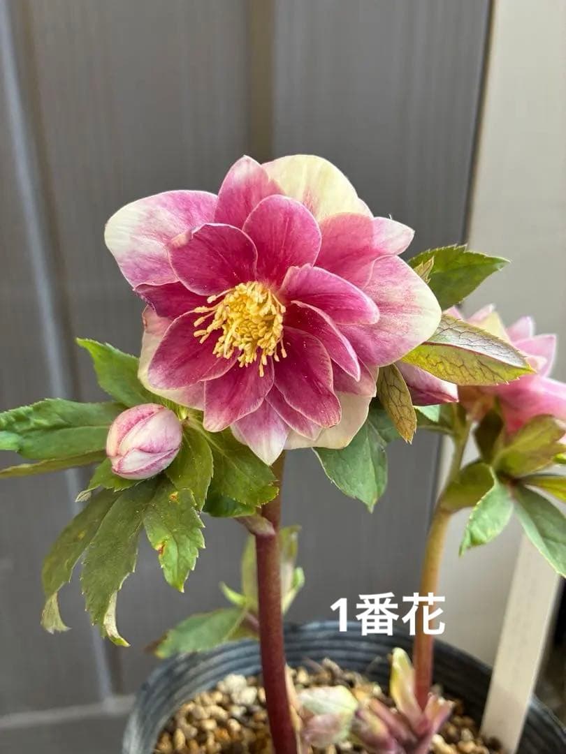 ♡認定♡プリマヴェーラピンクゴールド　開花中