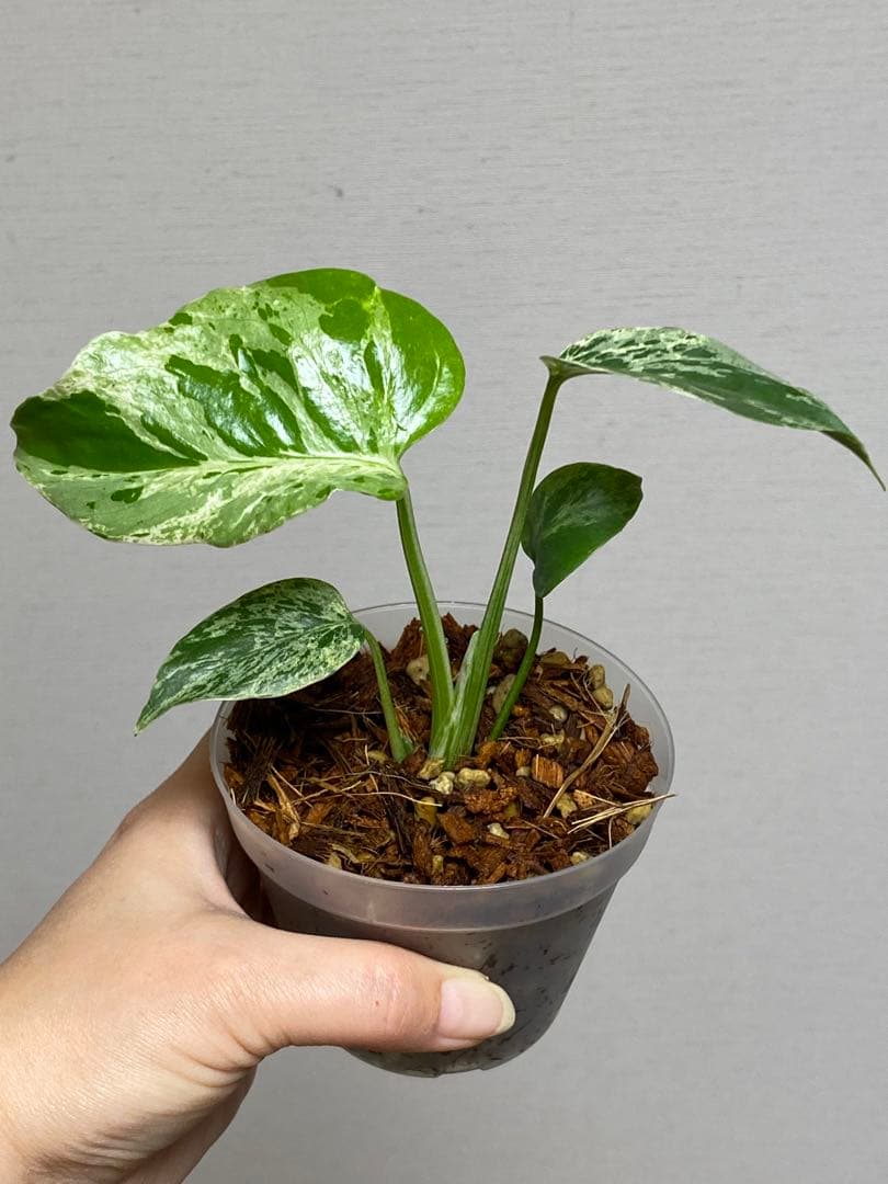 六*ん様 ②【将来有望株‼️】モンステラ　デリシオーサ　バルバソー　フシギダネ/