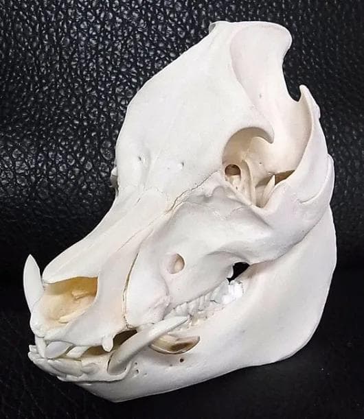 ミニブタ（ポットベリー・ピッグ ）頭骨（大）オス ★ NO.3