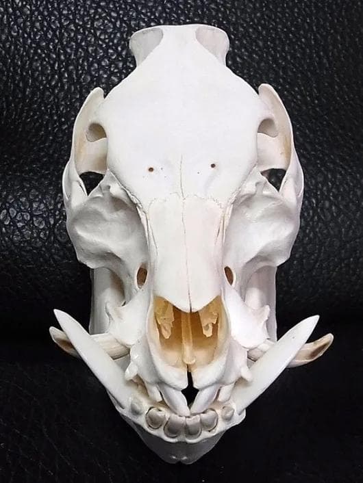 ミニブタ（ポットベリー・ピッグ ）頭骨（大）オス ★ NO.3