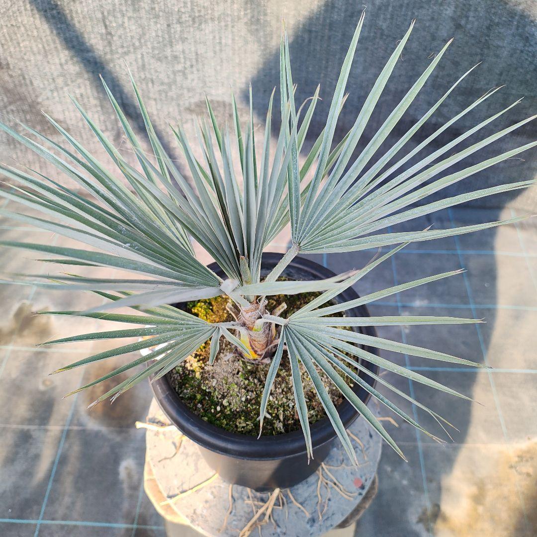 ブラヘア　アルマータ