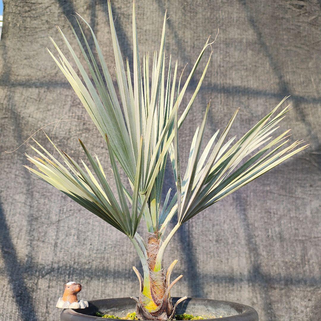 ブラヘア　アルマータ