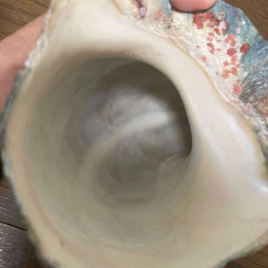 【沖縄産】夜光貝の殻　まとめ売り　10個　約10.4キロ①