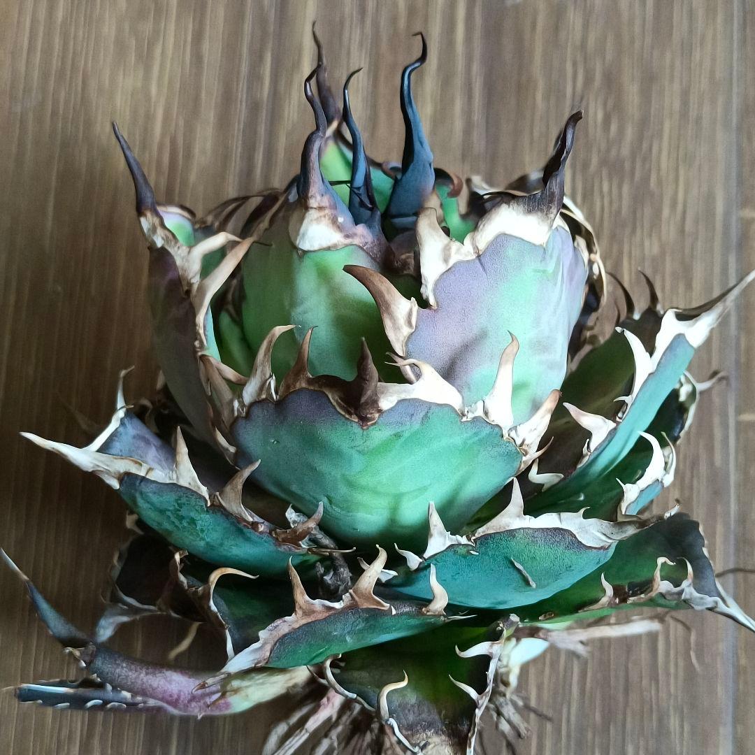 A299 特選アガベ チタノタ Hadesハデス恐竜牙歯陽炎狂棘 極上大株