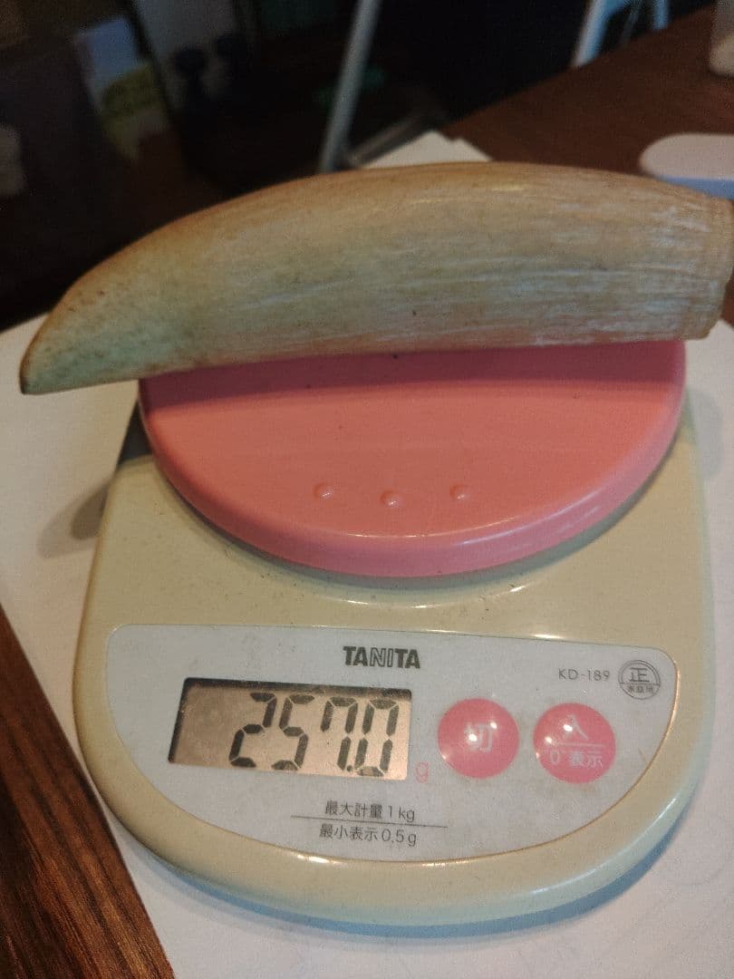 マッコウクジラの歯