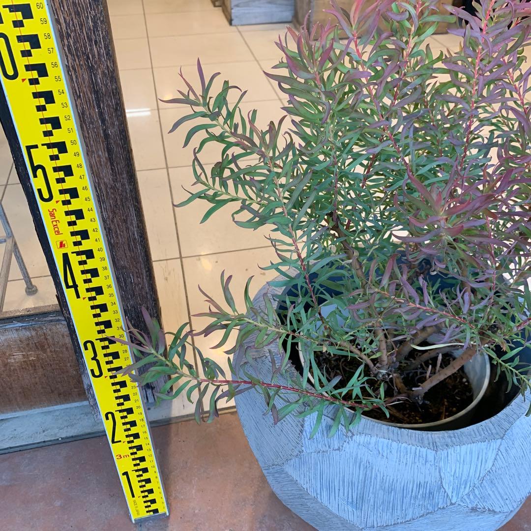 リューカデンドロン ジプシーレッド ファイバー鉢