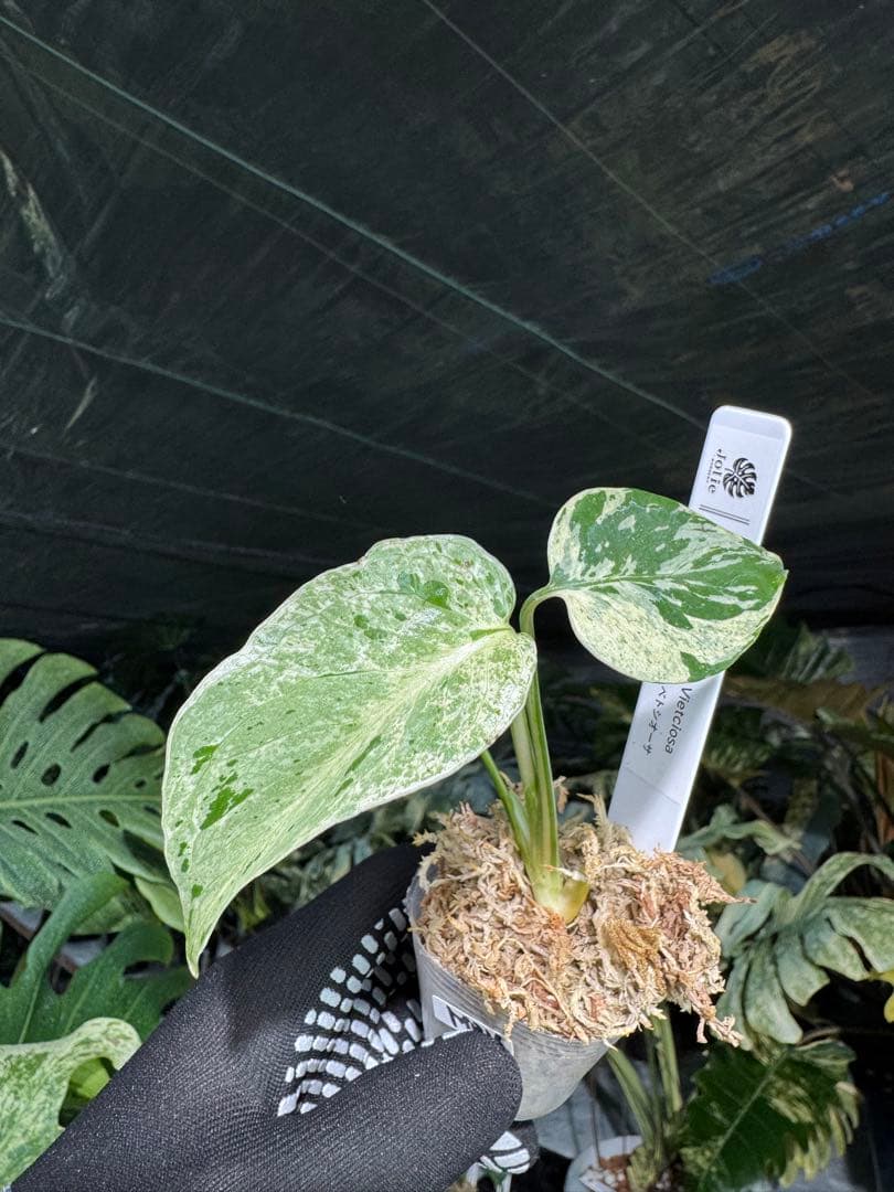 MB16モンステラ　デリシオーサ　ベトシオーサ　2寸ポリポット　ネコポス発送