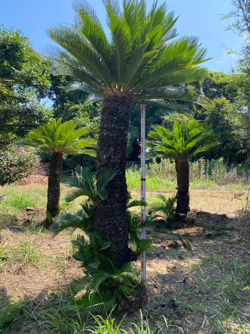 kanatada42。ソテツ 幹高1900の蘇轍　引き取り限定販売