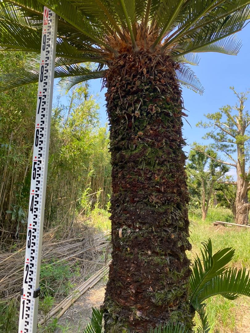 kanatada42。ソテツ 幹高1900の蘇轍　引き取り限定販売