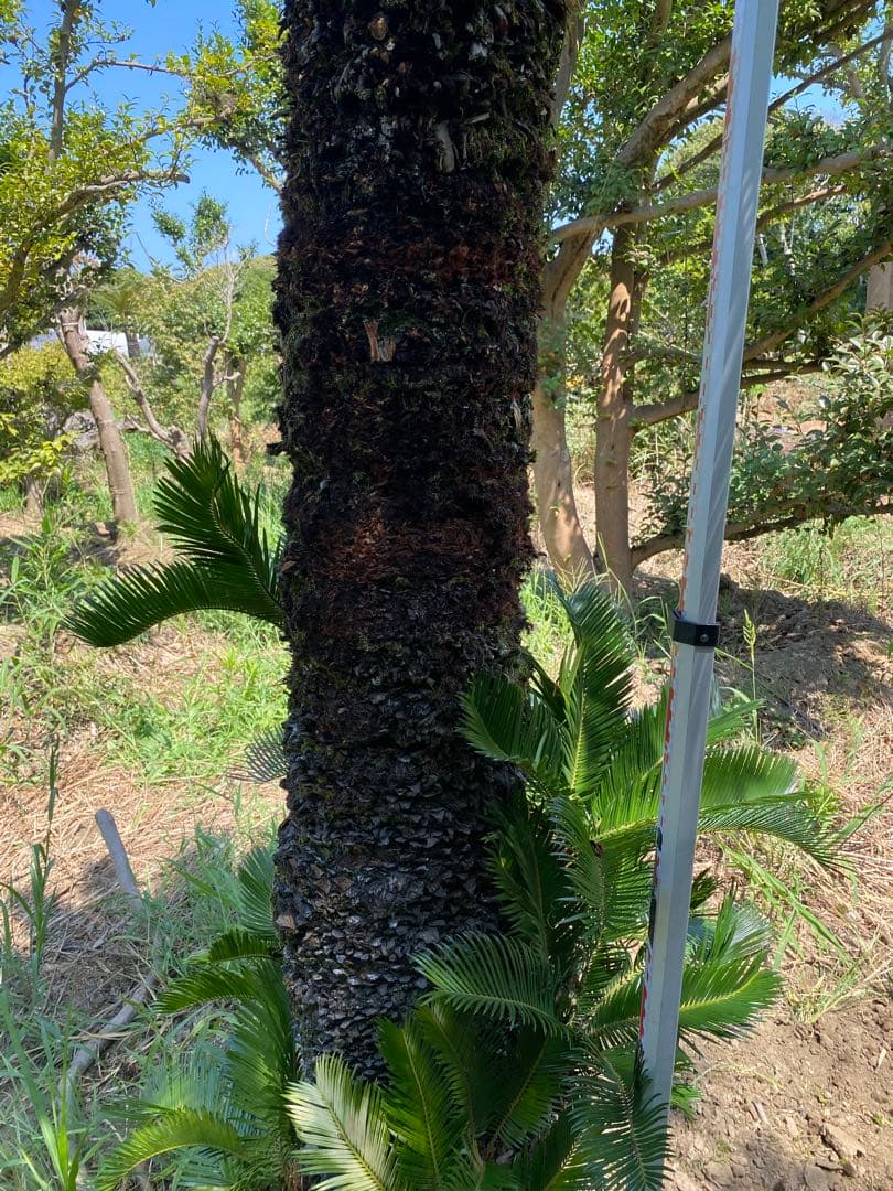 kanatada42。ソテツ 幹高1900の蘇轍　引き取り限定販売