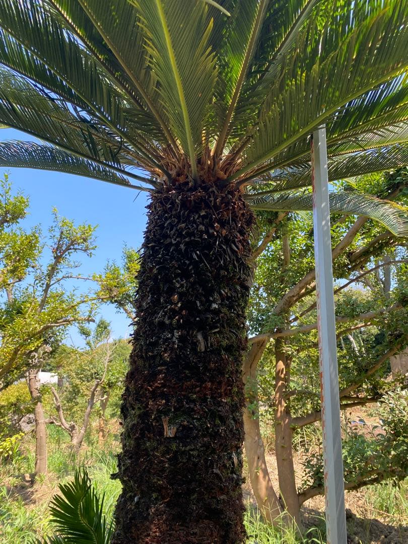 kanatada42。ソテツ 幹高1900の蘇轍　引き取り限定販売