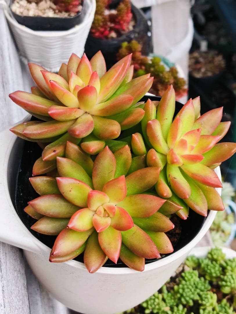 多肉植物　セダム属　サンライズマム　カット1本