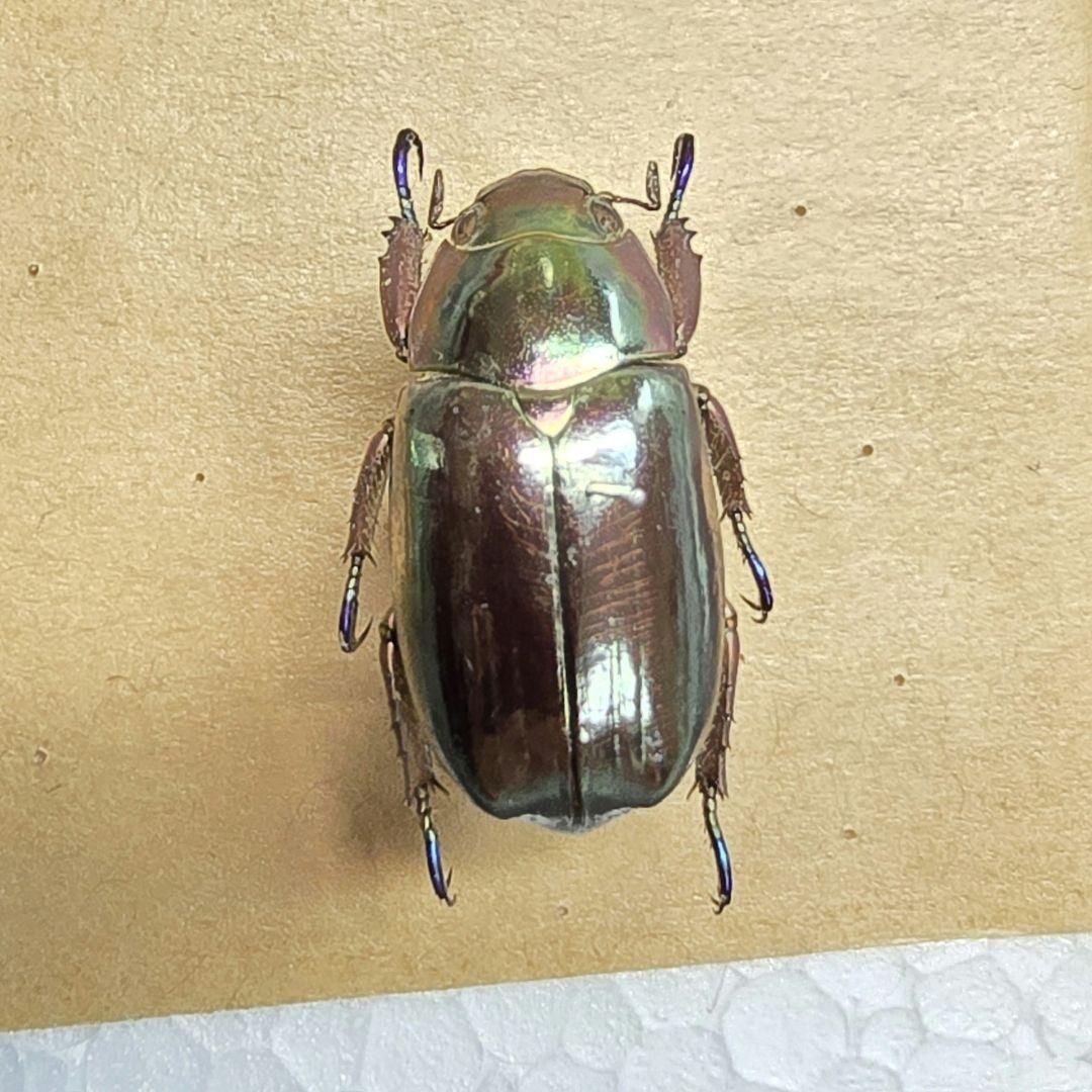 プラチナコガネ標本２頭セット