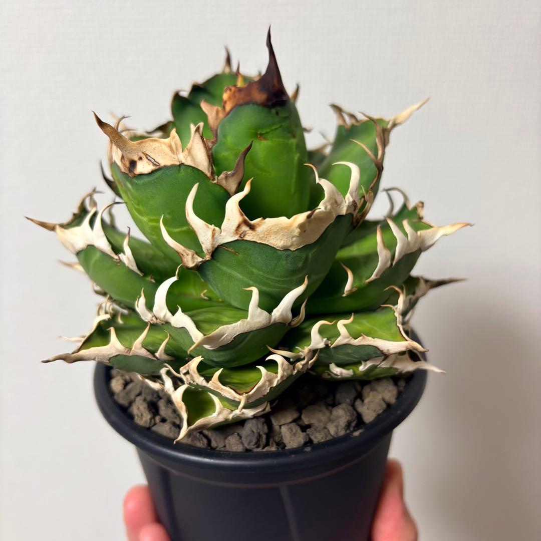 【鉢付き】アガベ チタノタ 赤猫 レッドキャットウィーズル ゴリ猫 LED管理株