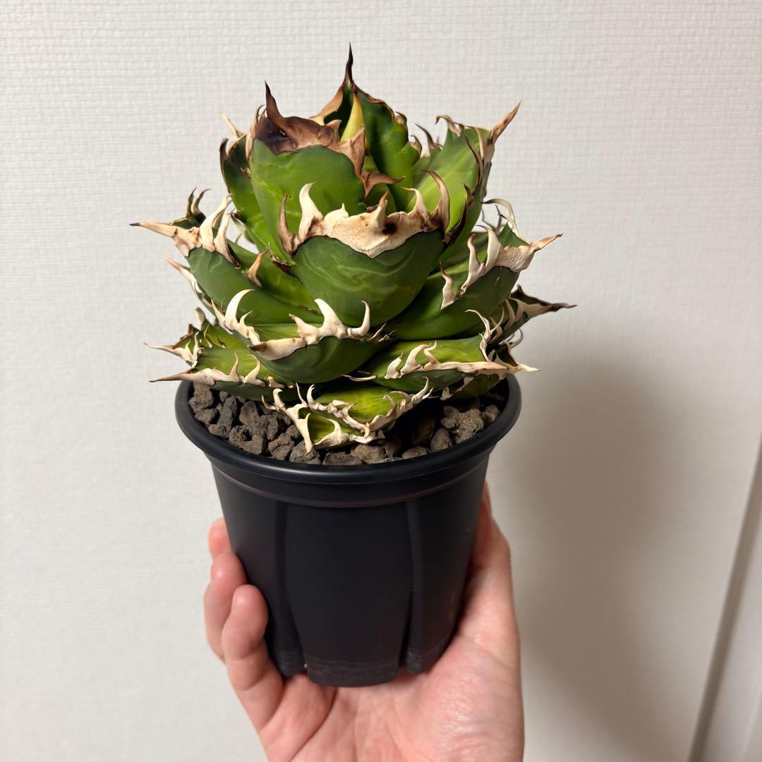 【鉢付き】アガベ チタノタ 赤猫 レッドキャットウィーズル ゴリ猫 LED管理株