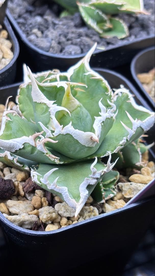 【発根済み】アガベ　大白鯊 ホホジロサメ (検索)IVORY wa,白狂刺