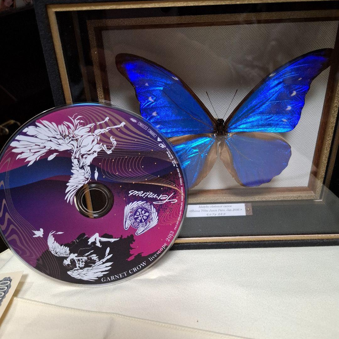 カキカモルフォ　標本　専門的な箱