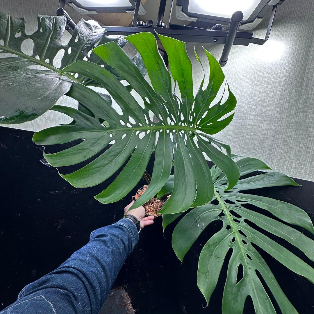 モンステラデリシオーサマクロコズム超希少系統鉢植え80㎝