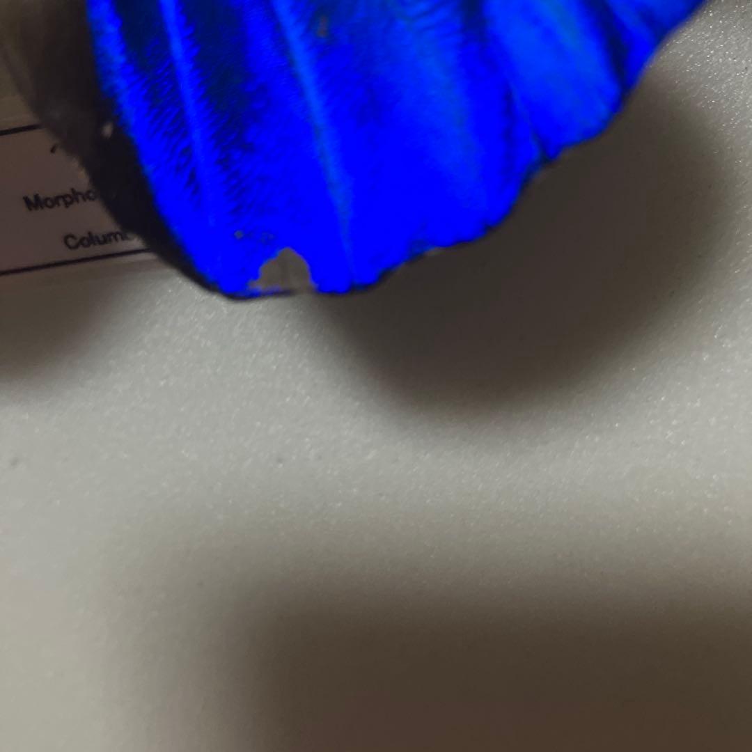 大型ドイツ箱（中古51㎝×42㎝×6㎝）に入ったヘレナモルフォ