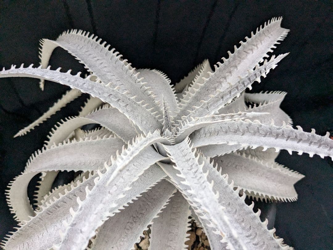 Dyckia ディッキア　  Shark スノーシャーク Q