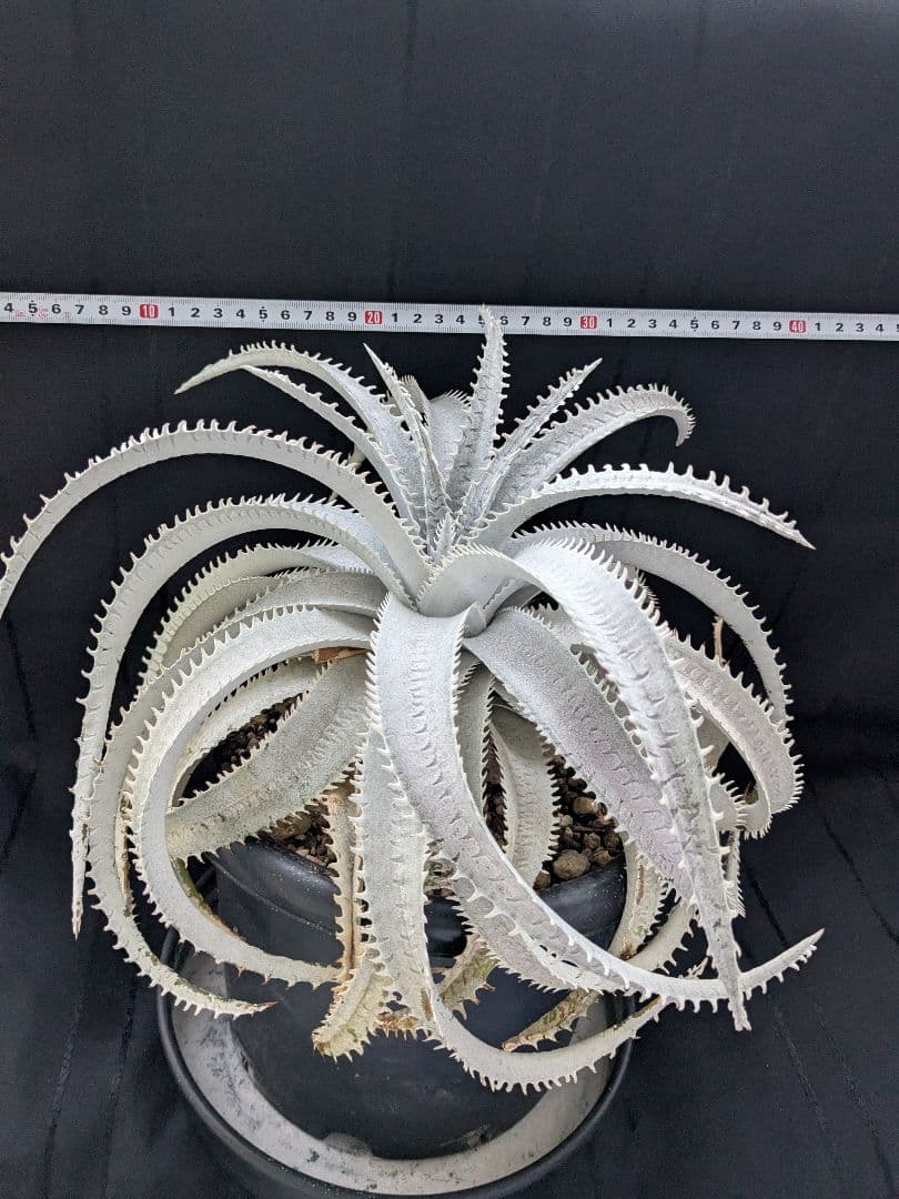 Dyckia ディッキア　  Shark スノーシャーク Q