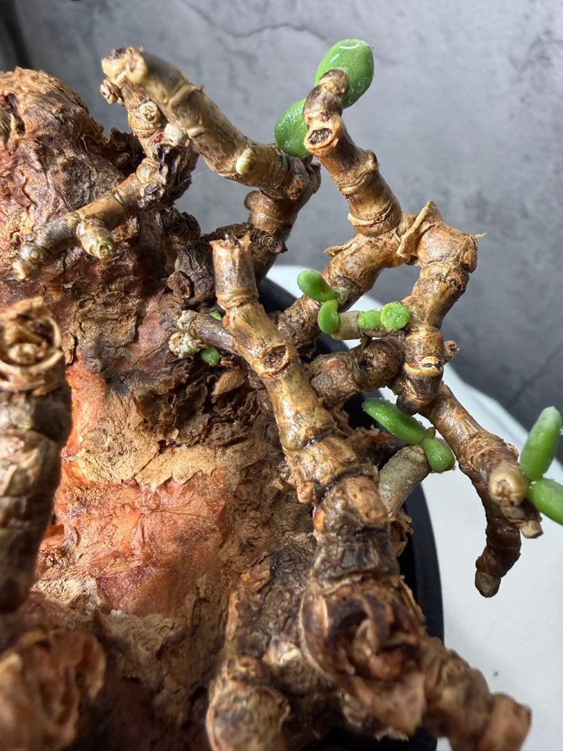 【特大株】ケラリアピグマエア　発根確認済