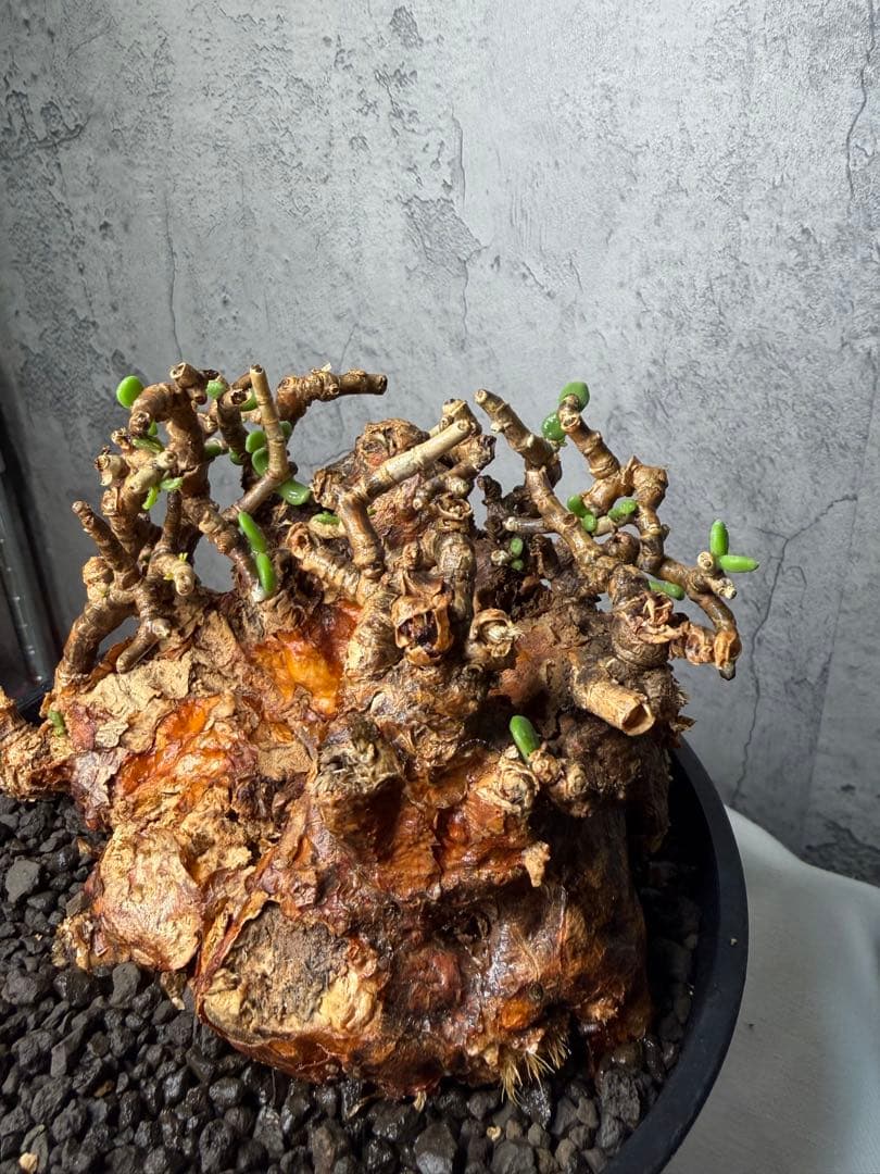 【特大株】ケラリアピグマエア　発根確認済