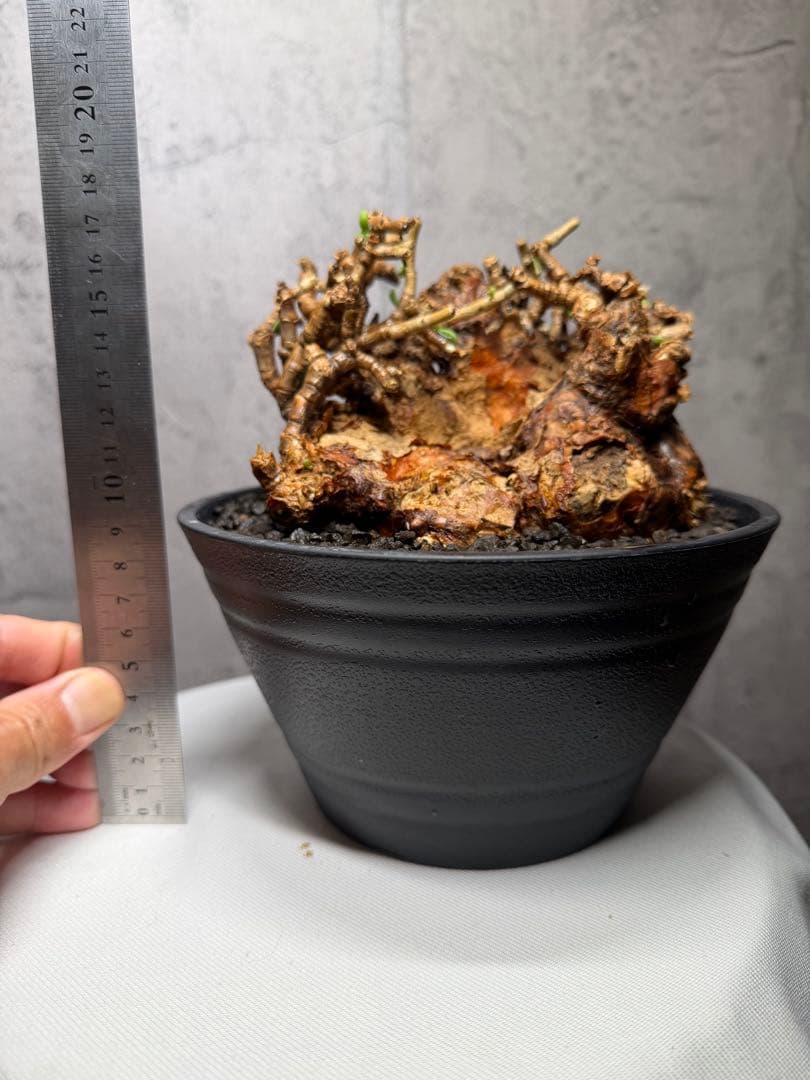 【特大株】ケラリアピグマエア　発根確認済