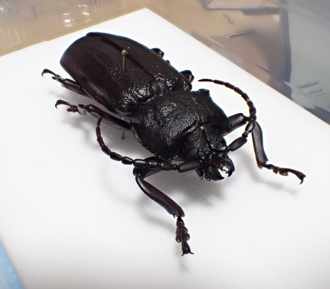 超希少　P.N.G　ウスバカミキリ　標本