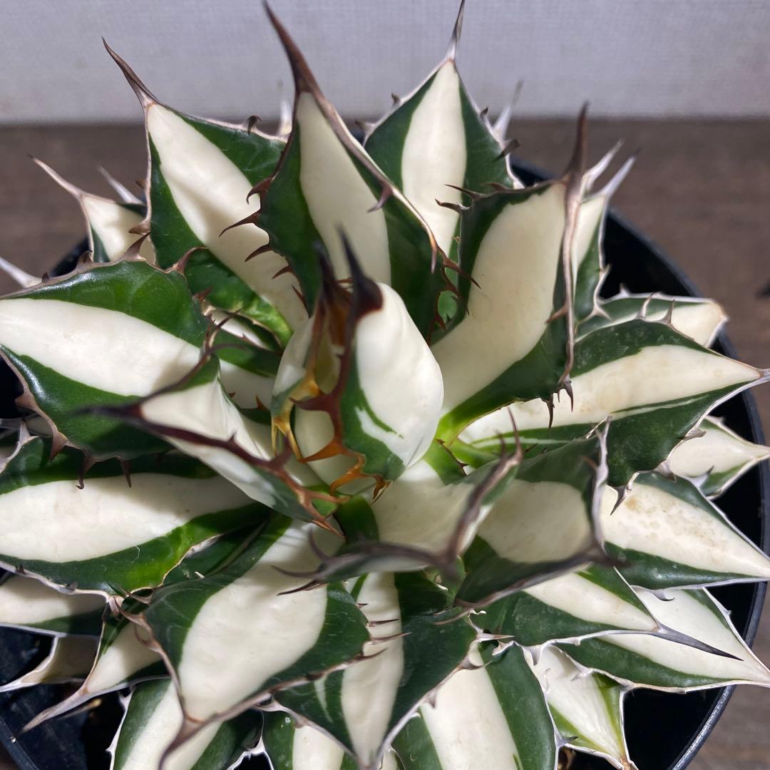 アガベ　ホリダ白中斑入　極上3