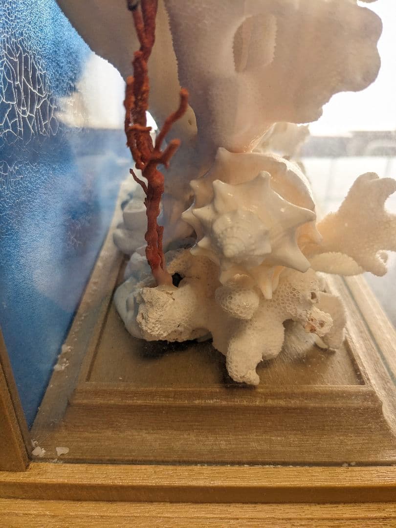 珊瑚礁　飾り珊瑚　ガラスケース付