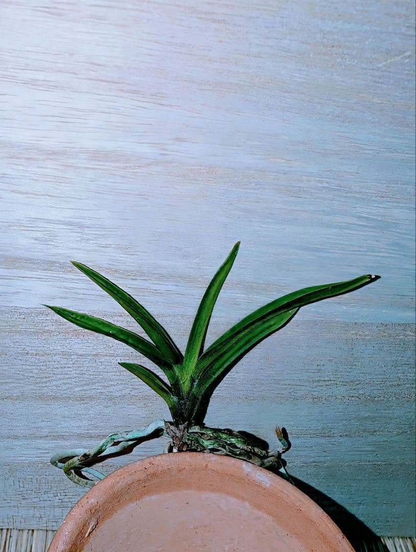 富貴蘭　亀谷金牡丹（無加温作り品）