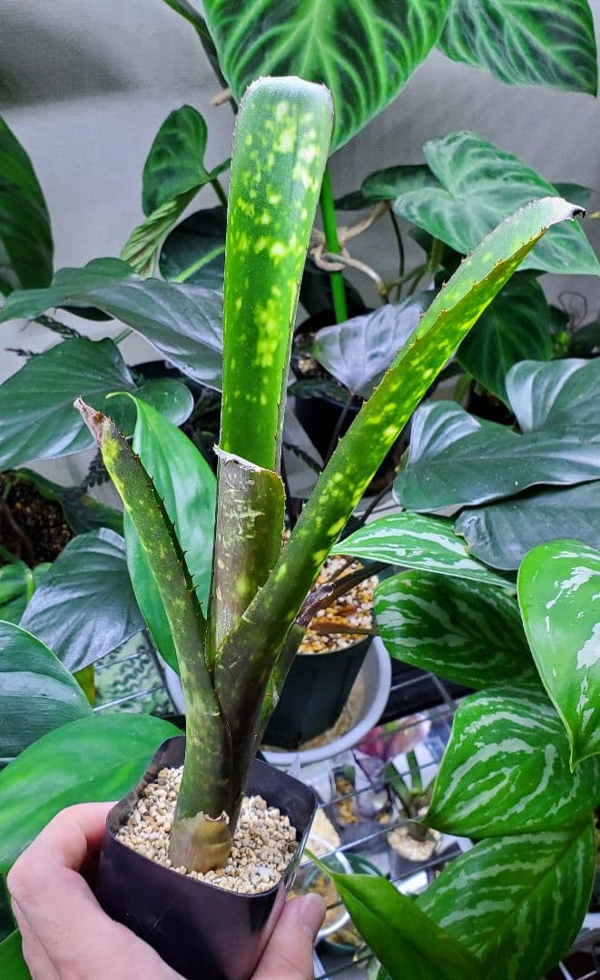 ビルベルギア ワイルドシング タンクブロメリア 観葉植物 Billbergia